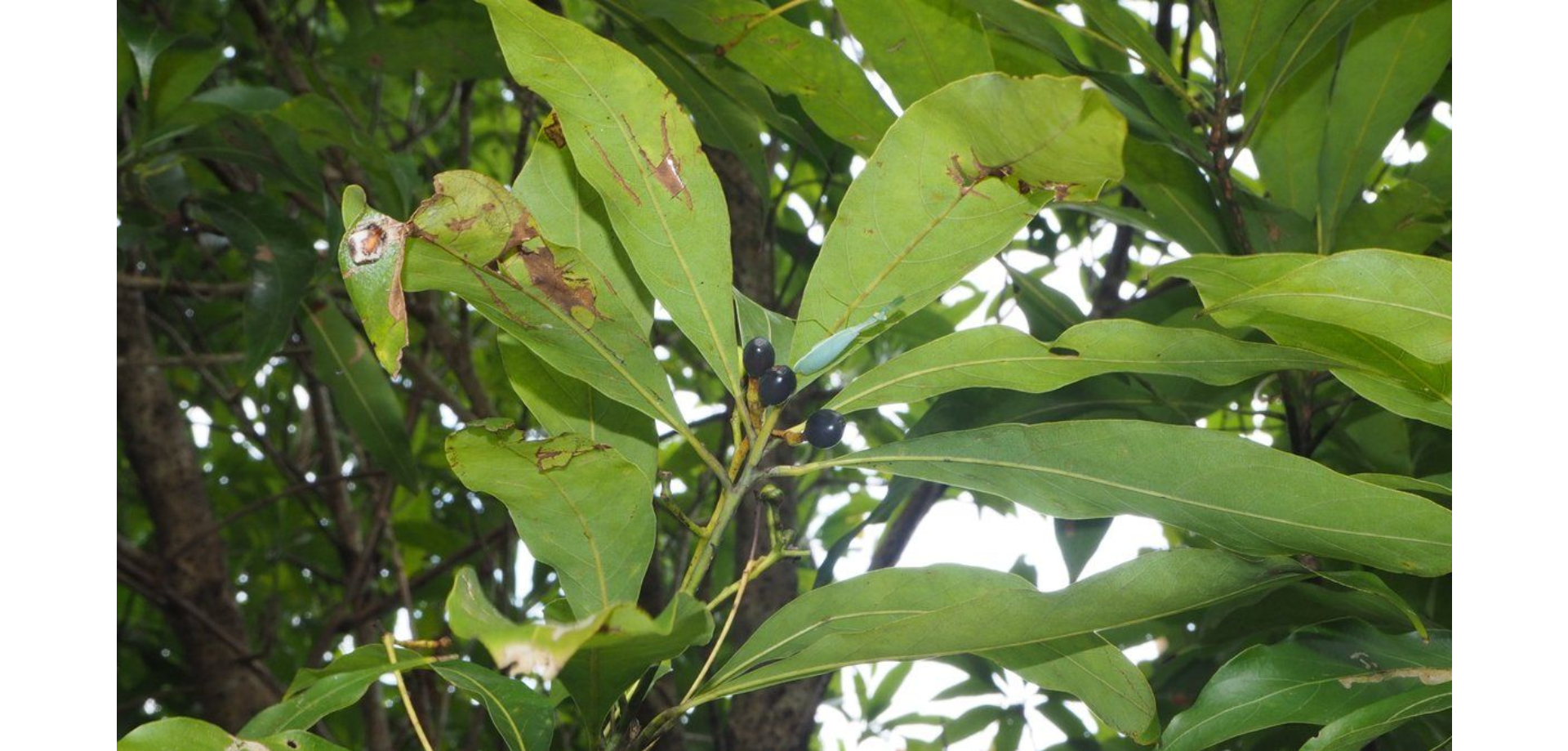 Sụ thon